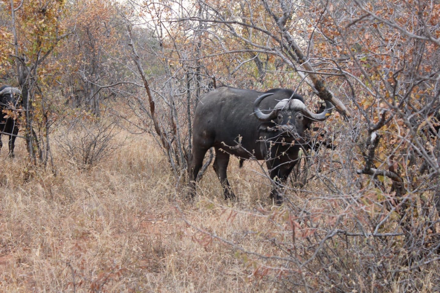 tshukudu cape buffalo cheetah walk