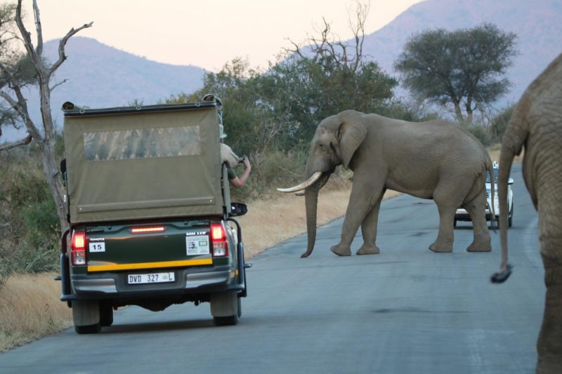 botswana vs kruger safari