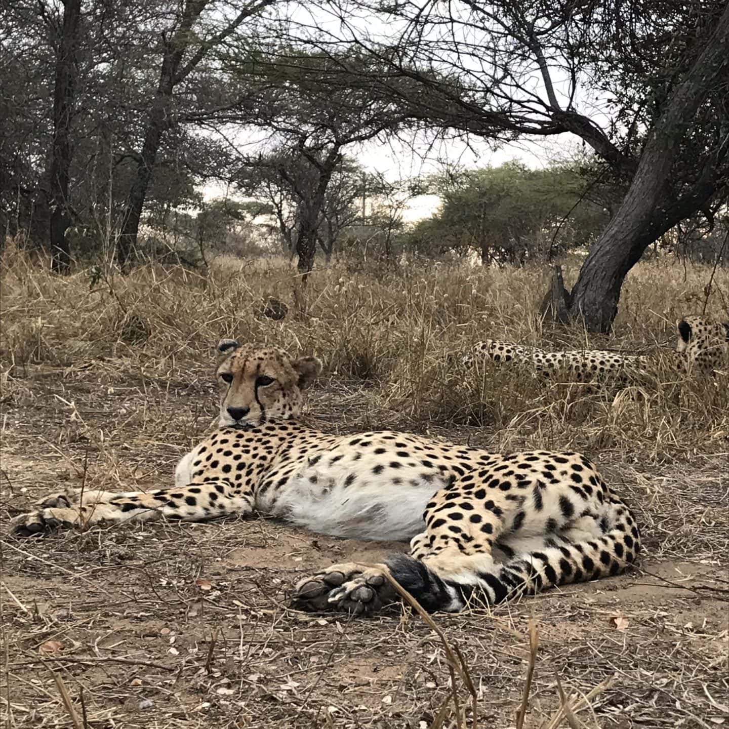 Walk with Cheetahs