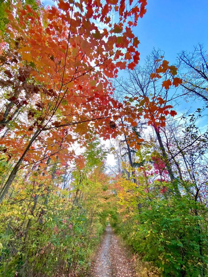 fall colours at Kinsmen Park Lincoln