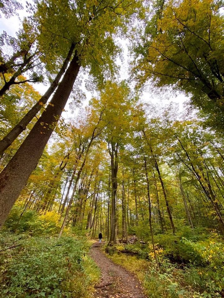 old growth forest at St Johns