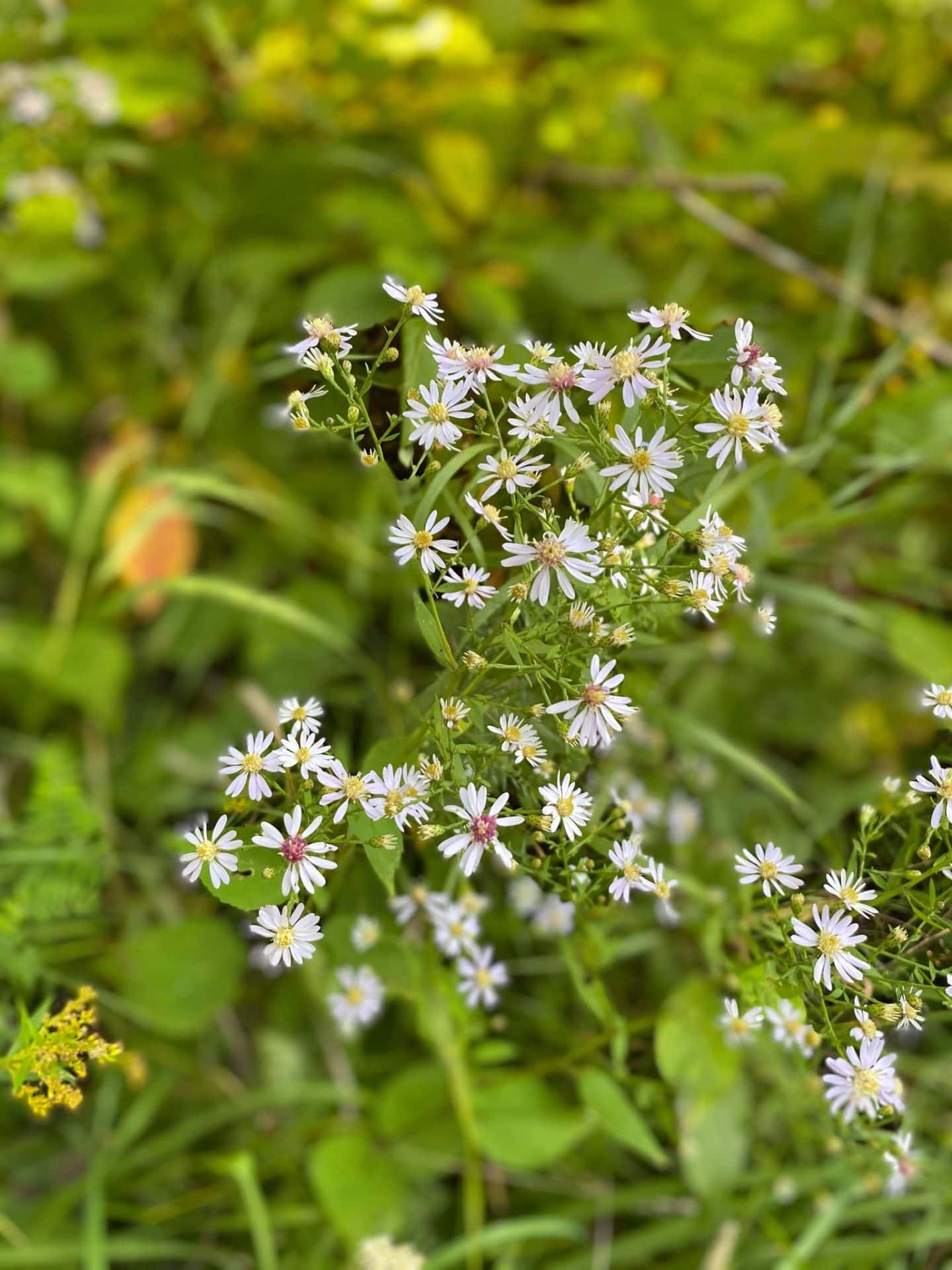 white flowers