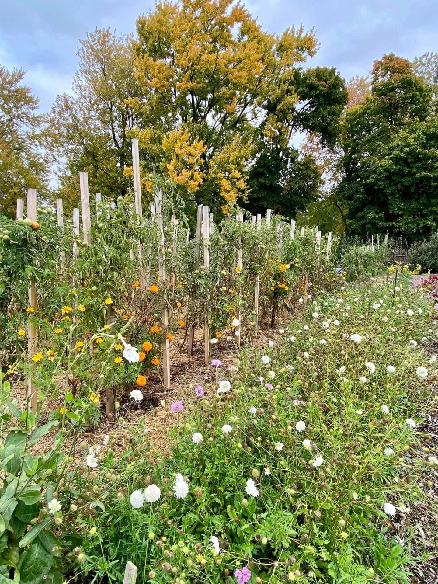 garden during the fall