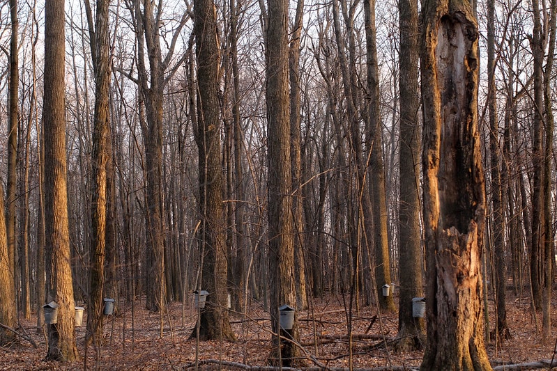 maple trees being tapped for syrup during the winter