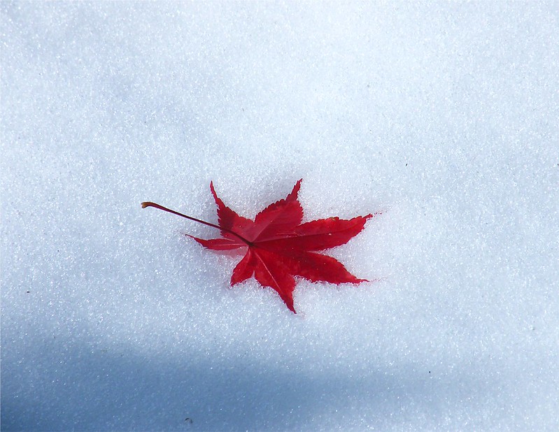 red maple leaf