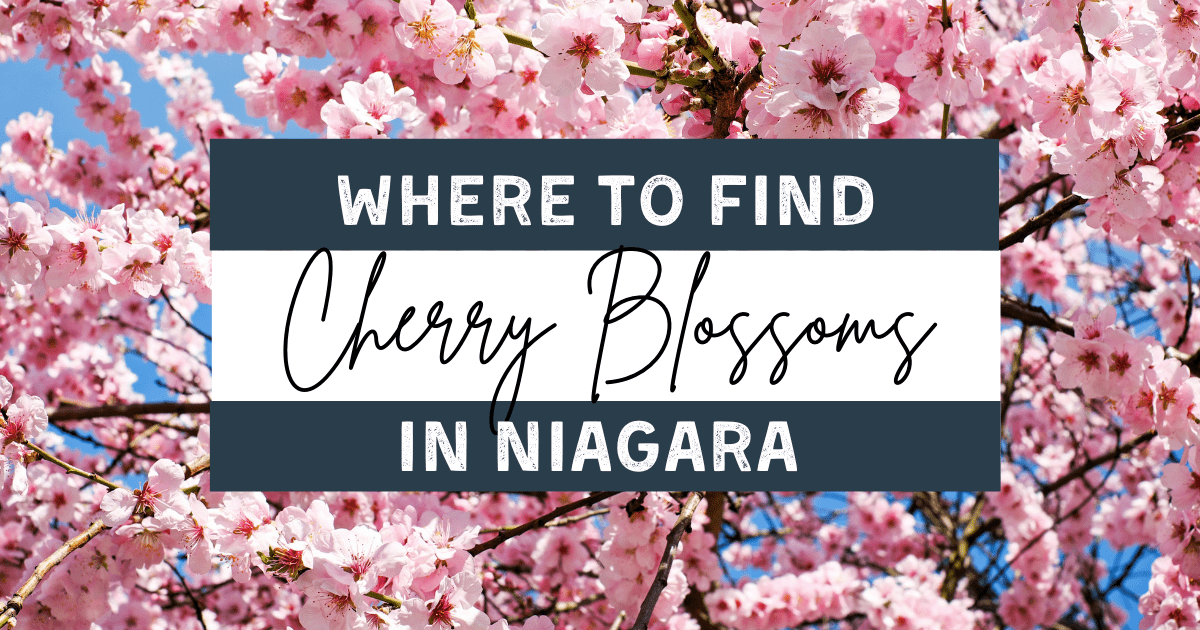 cherry blossoms niagara