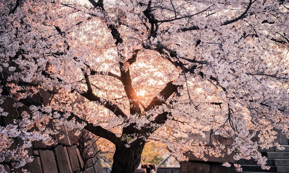 Where to Find Cherry Blossoms in Niagara (2023) | In Search of Sarah