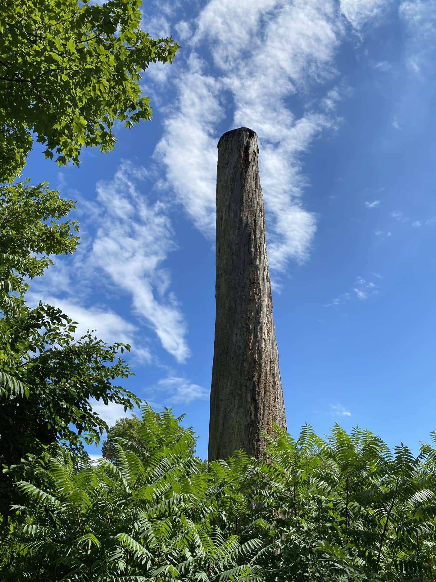 grand oak tree stand grimsby