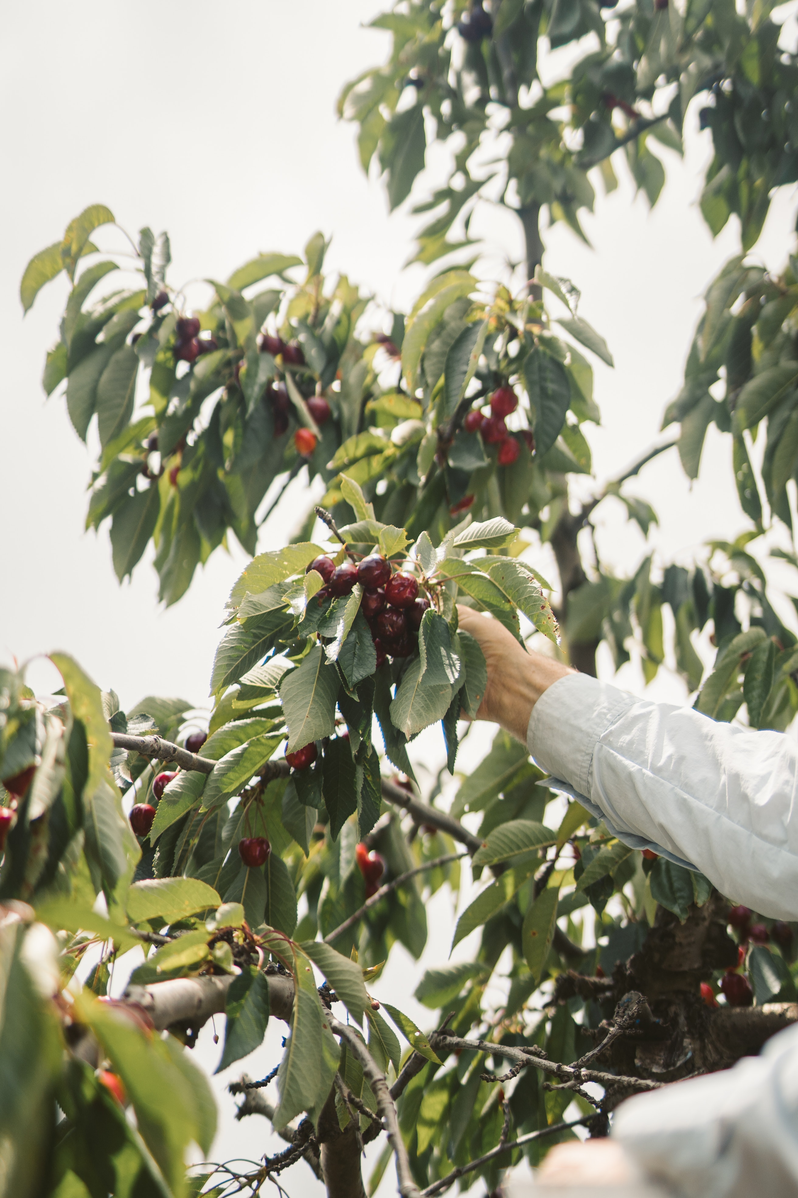 PYO cherries niagara