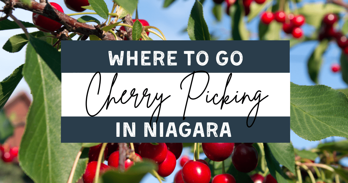 cherry picking in niagara
