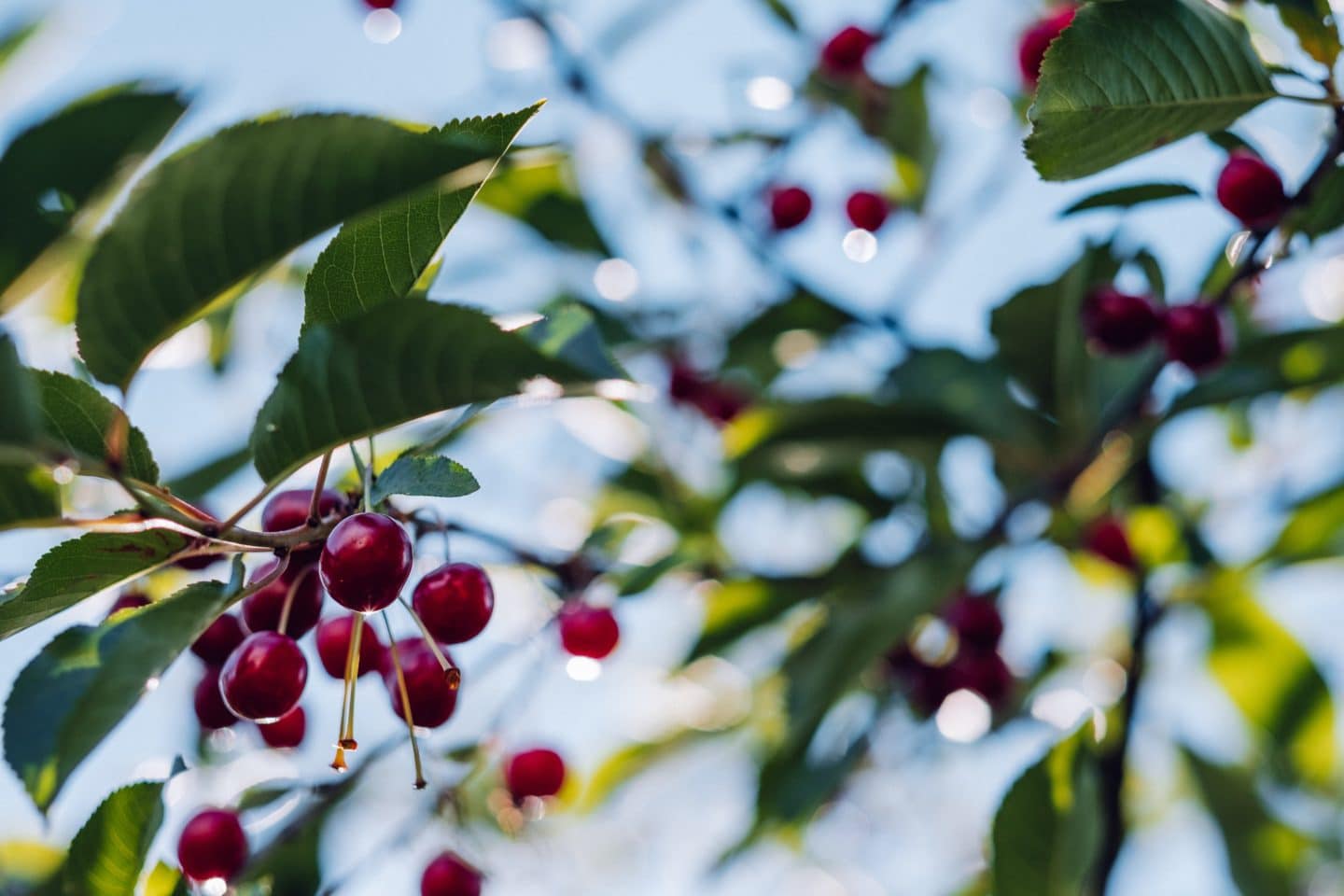 cherry orchards in niagara