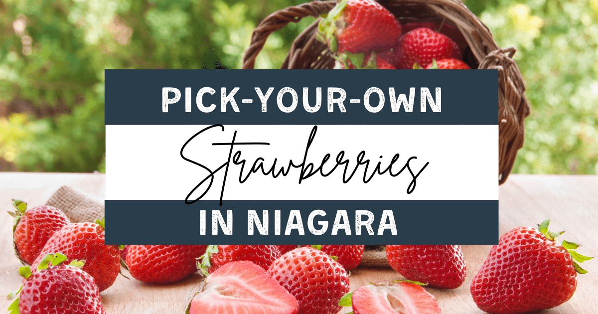 Where to Pick Your Own Strawberries in Niagara (2023)