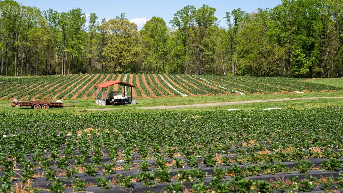 Where to Pick Your Own Strawberries in Niagara (2024)