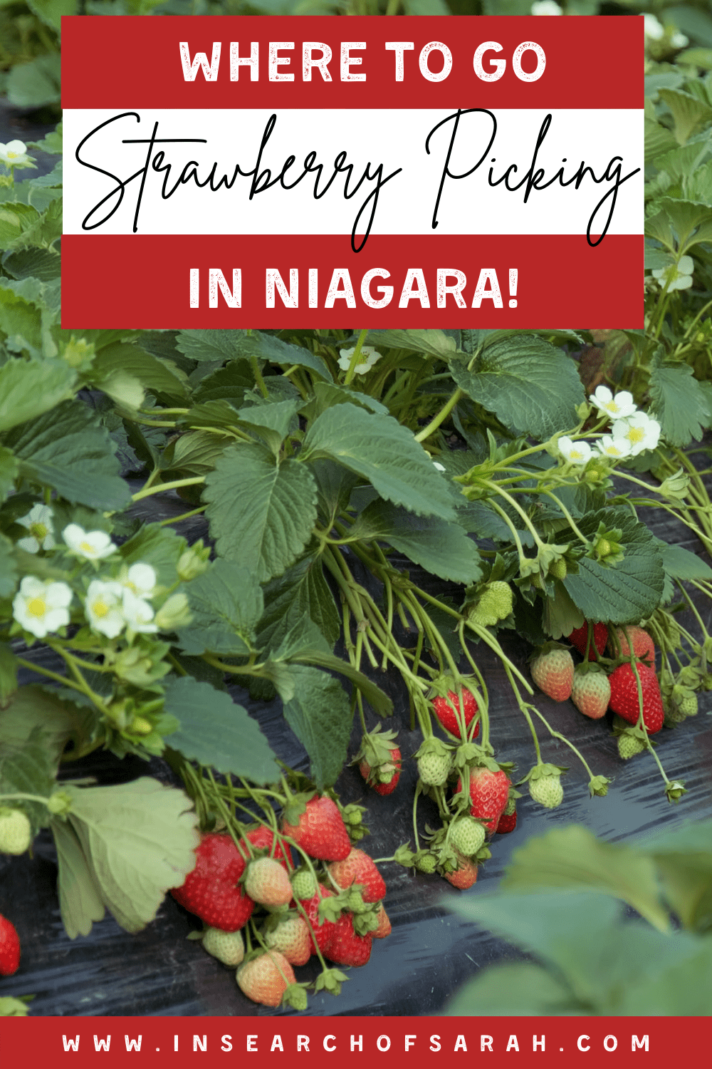 strawberry picking niagara