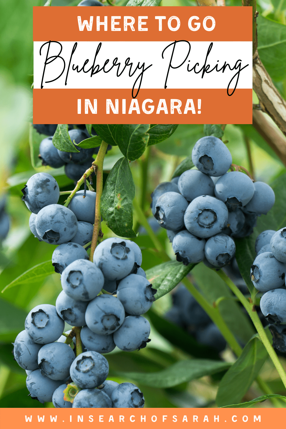 blueberry picking in niagara