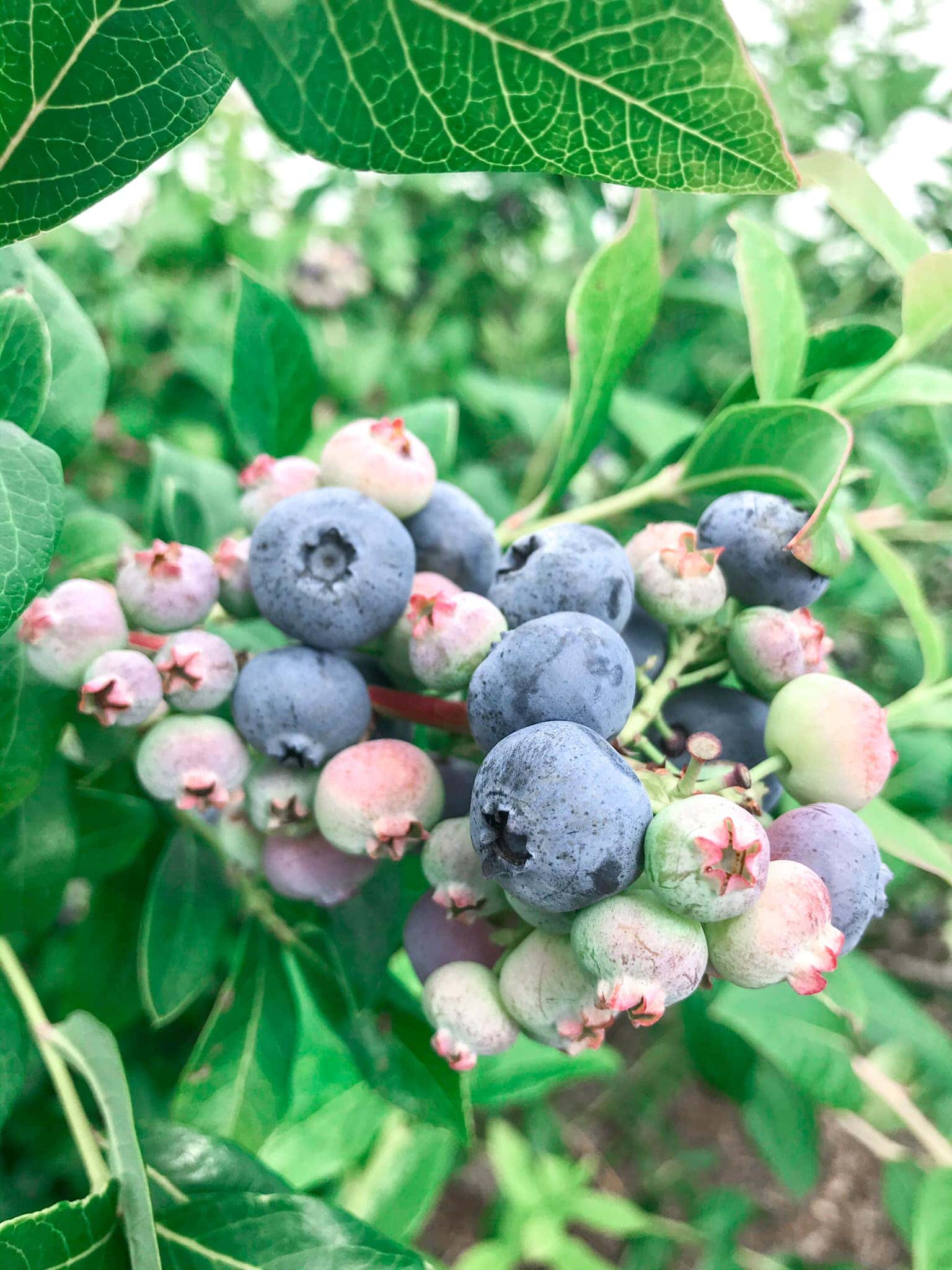 Where to Go Blueberry Picking in Niagara