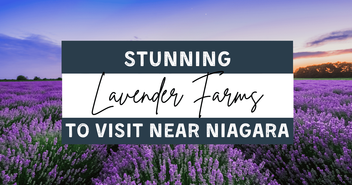 Stunning Lavender Farms to Visit Near Niagara in 2023