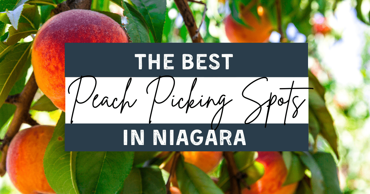 peach picking niagara