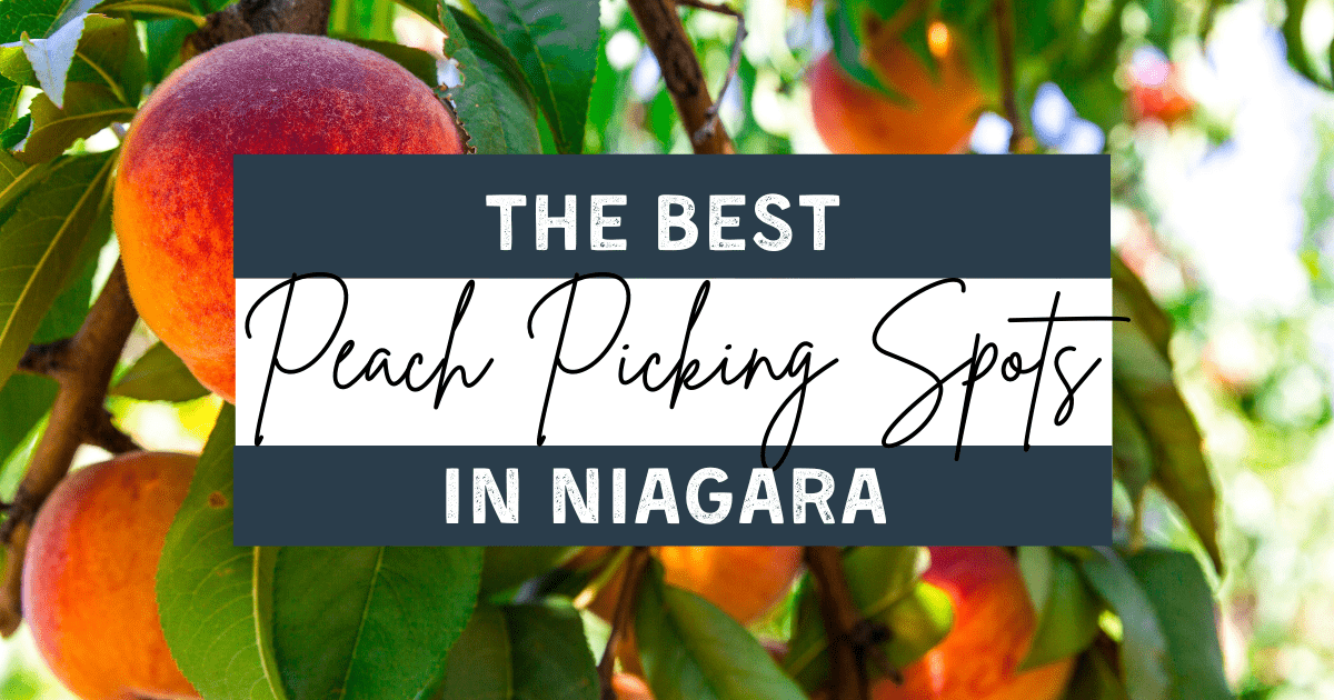 The Best Peach Picking Spots in Niagara in 2023 In Search of Sarah