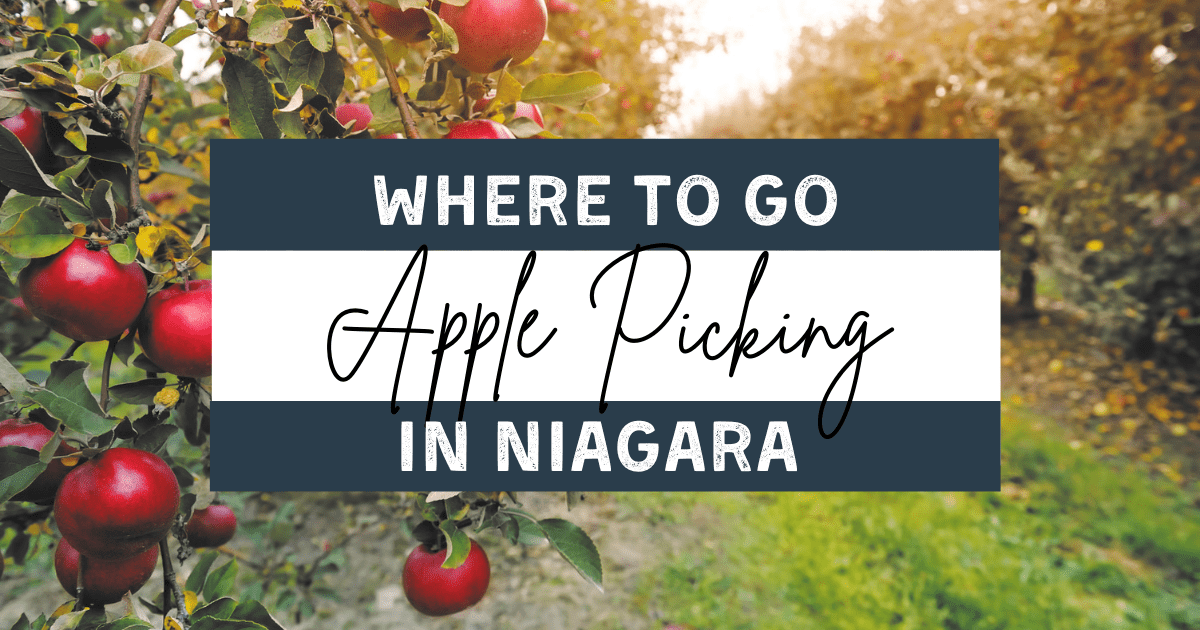 apple orchards niagara region