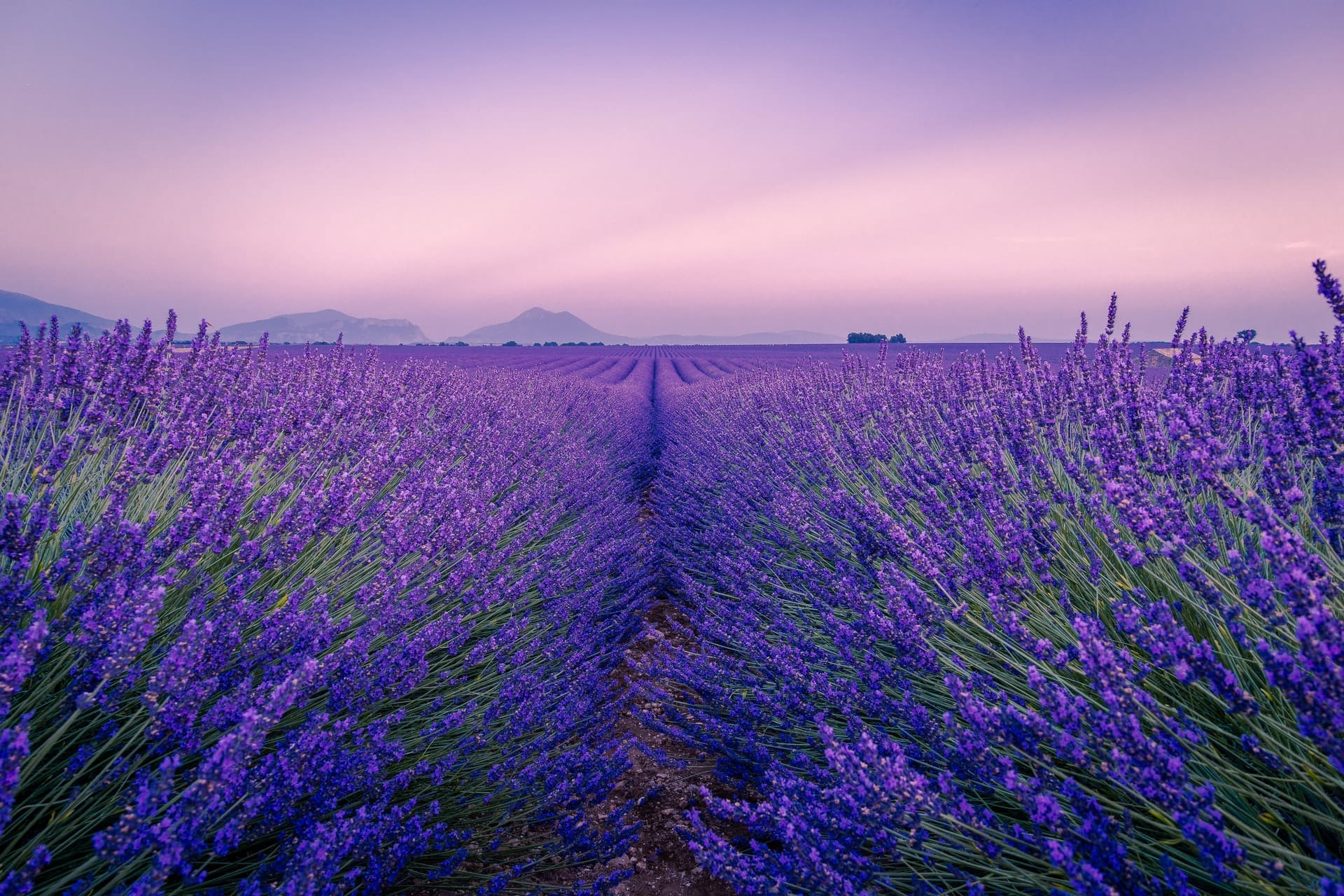 france bucket list lavendar