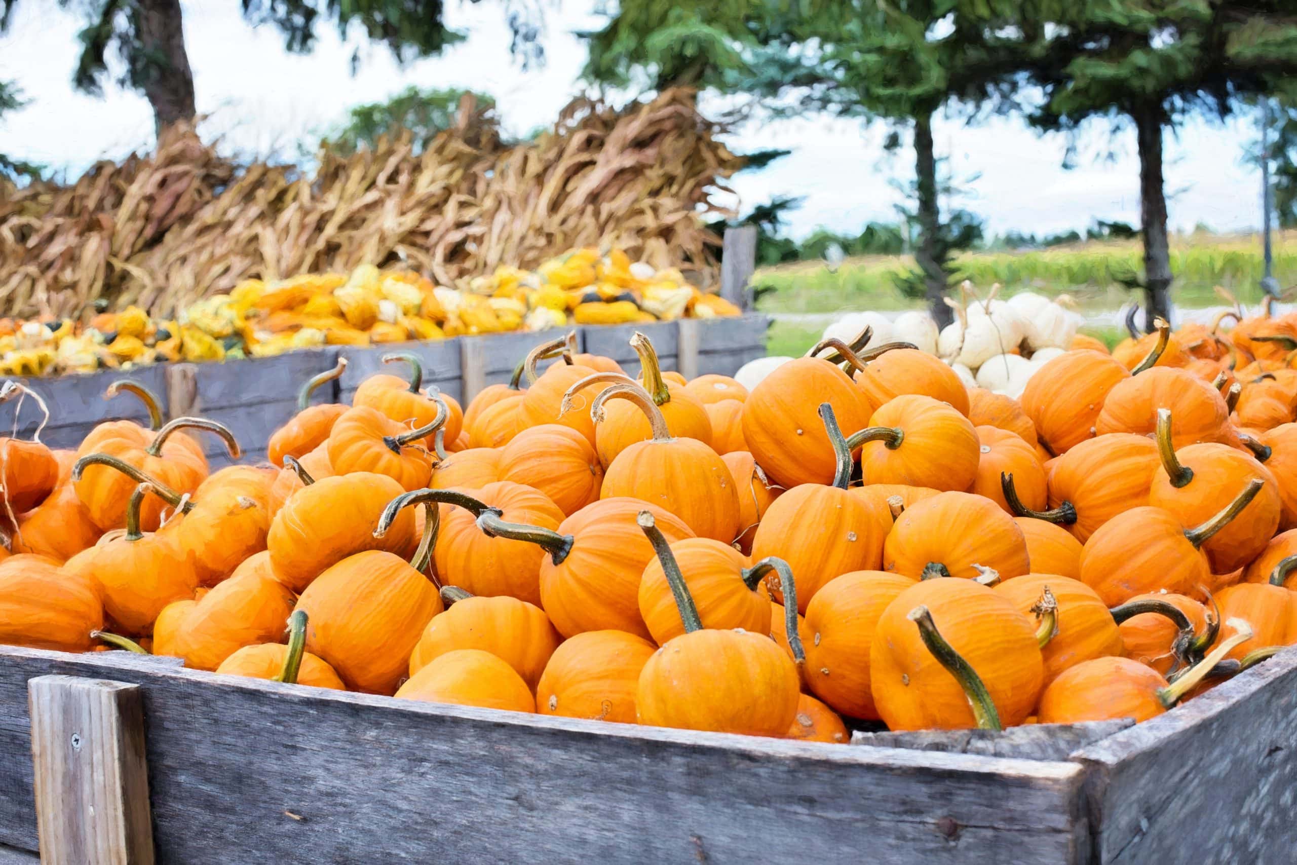 Where to Go Pumpkin Picking in Niagara