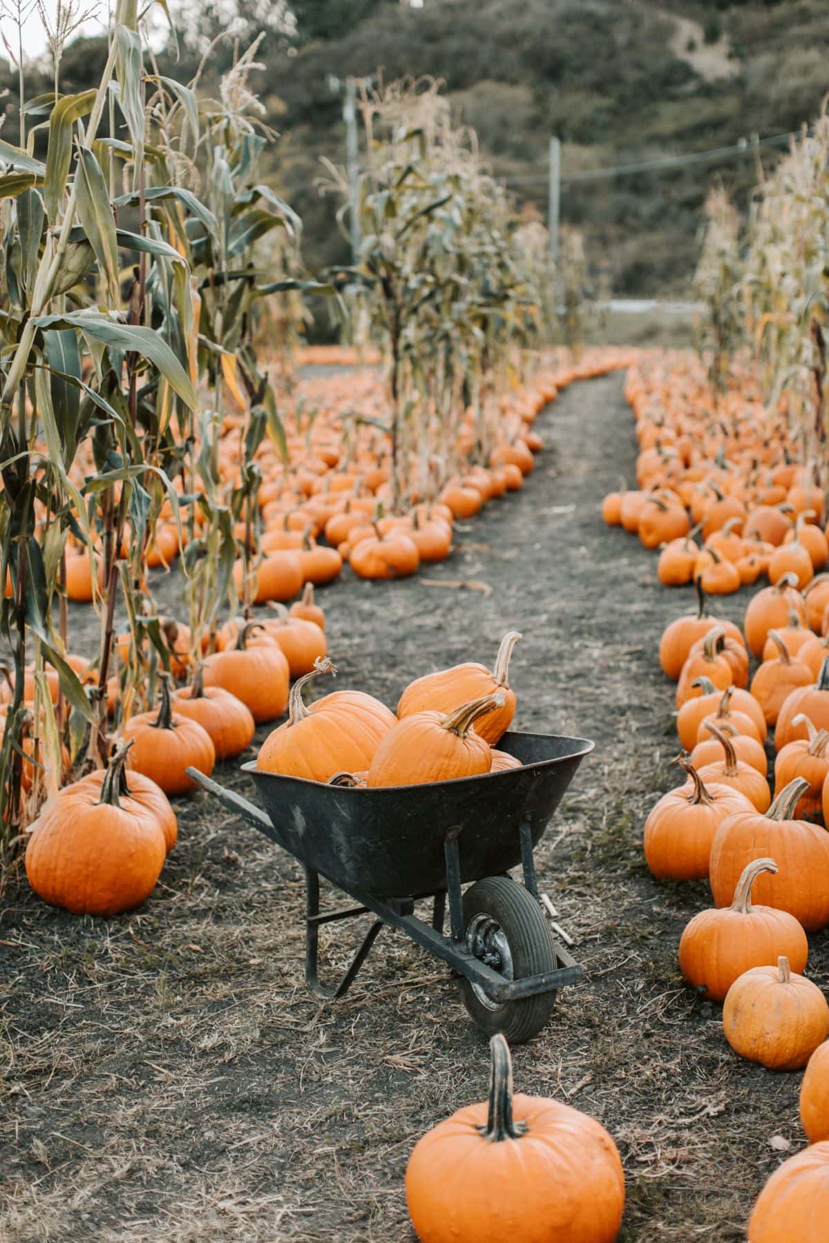 pumpkin patches niagara 2021