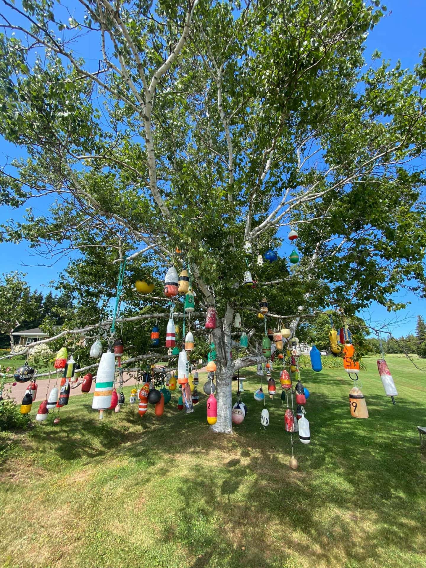 lobster buoy point prim tree