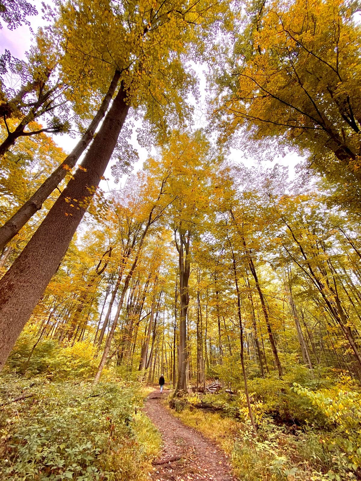 st johns conservation area hiking trails