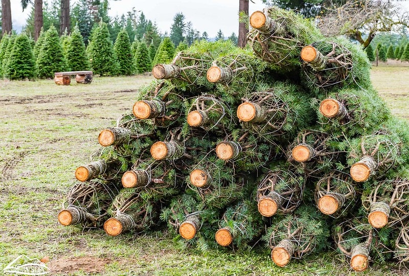 cut your own christmas trees niagara region