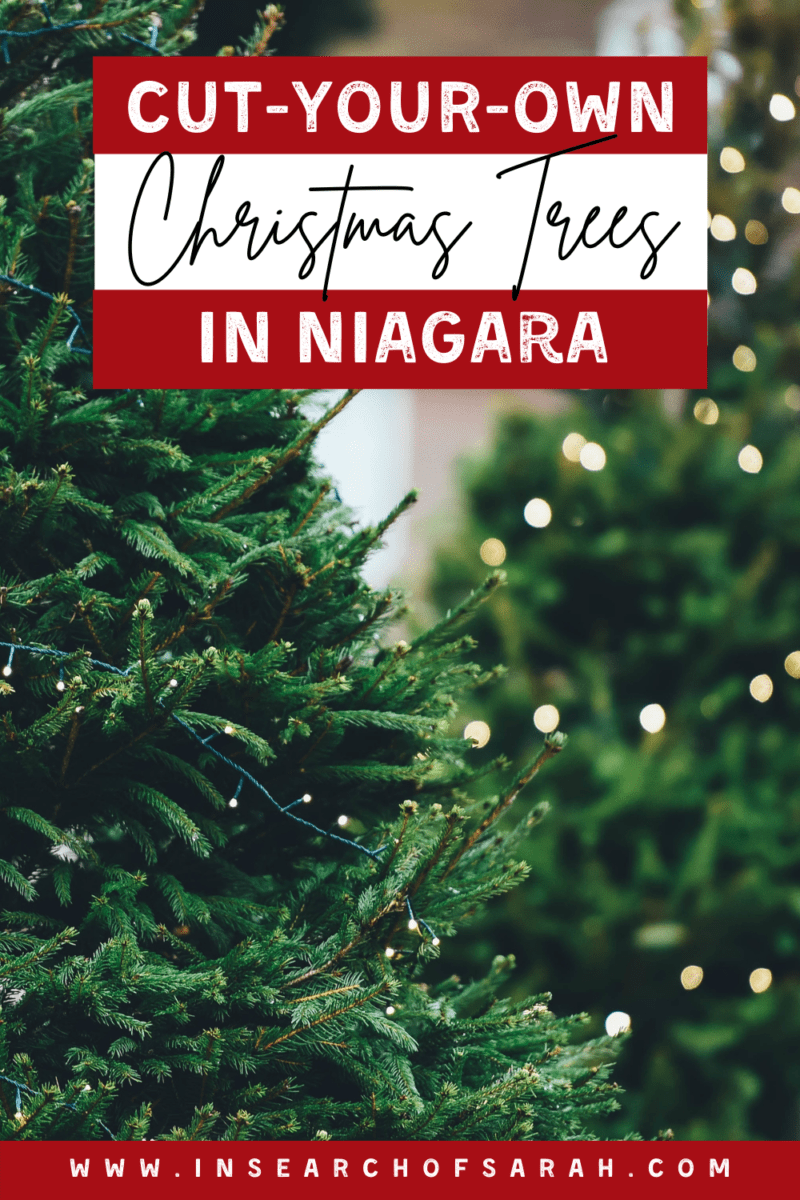 Where to CutYourOwn Christmas Trees in Niagara (2023!) In Search of Sarah
