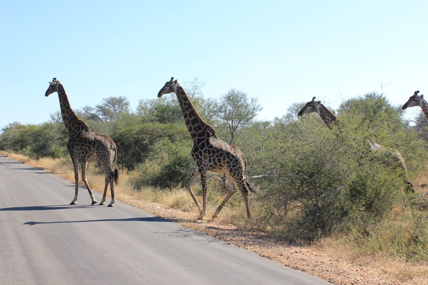 botswana vs kruger safari