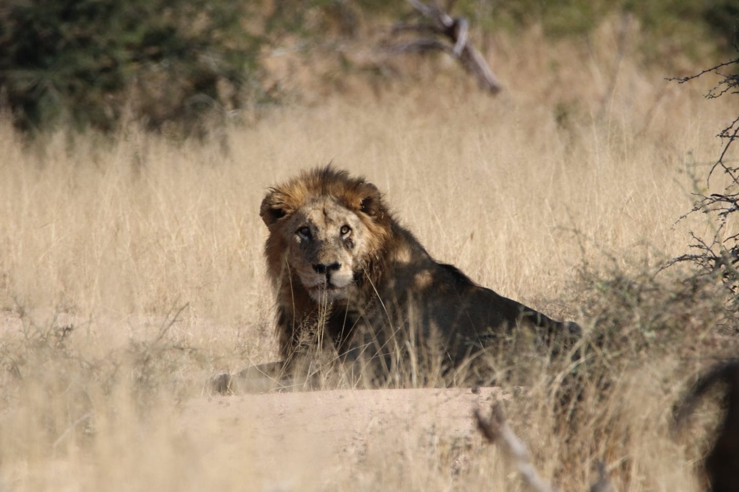 botswana vs kruger safari