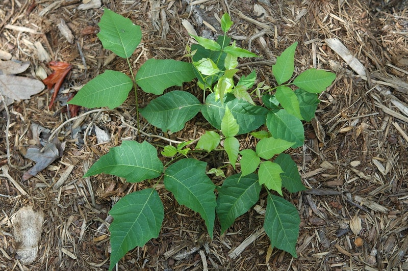 Poison Ivy Identifcation