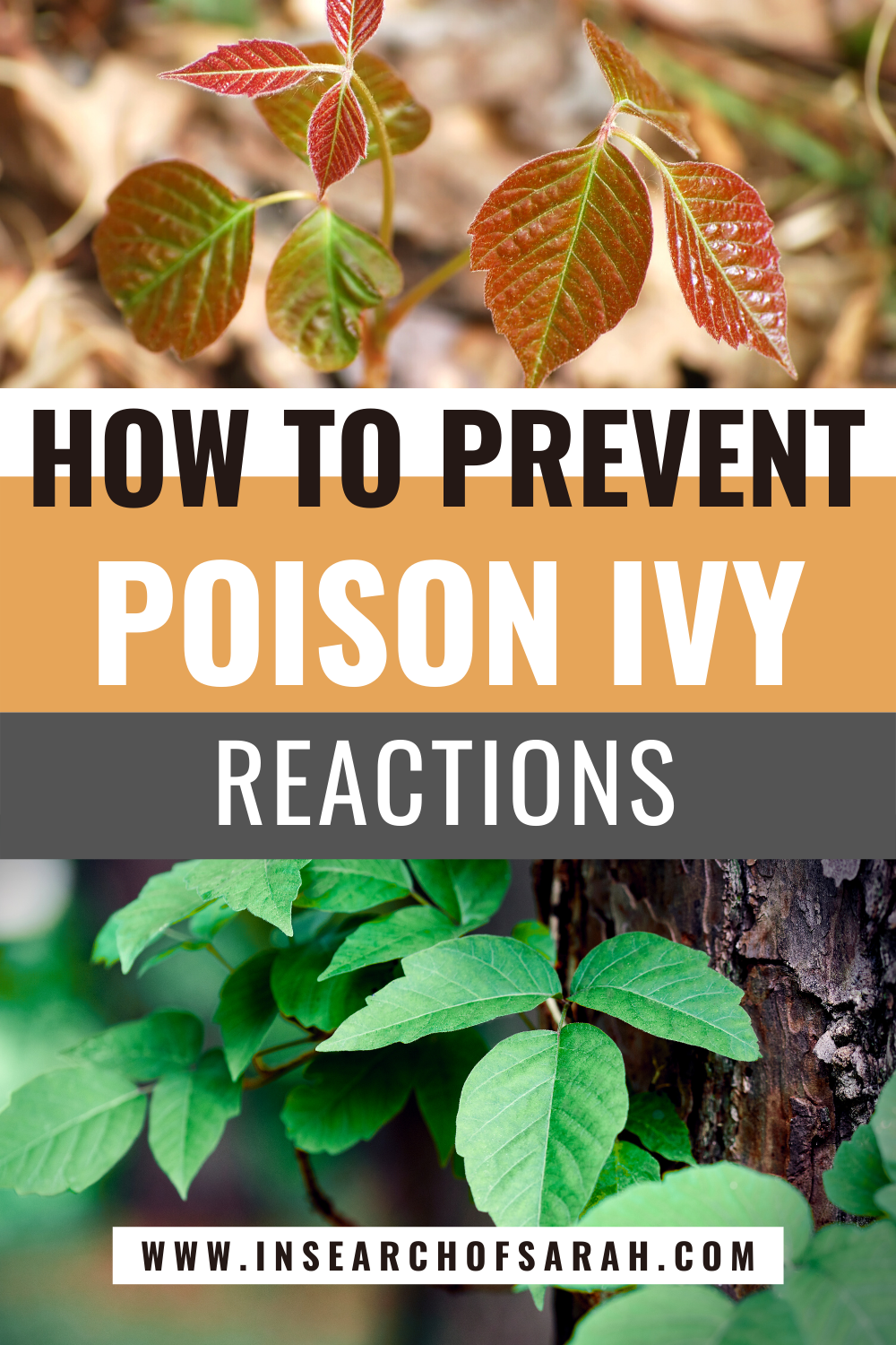 How to Identify Poison Ivy and Poison Sumac While Hiking (+ Treatment ...