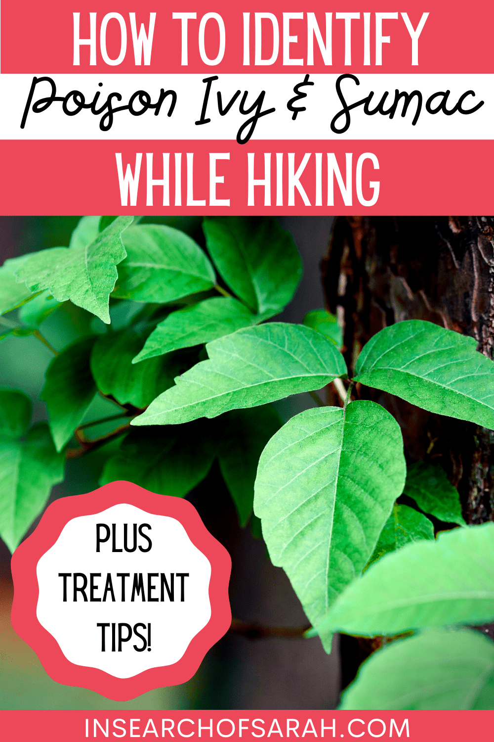 how to identify poison ivy