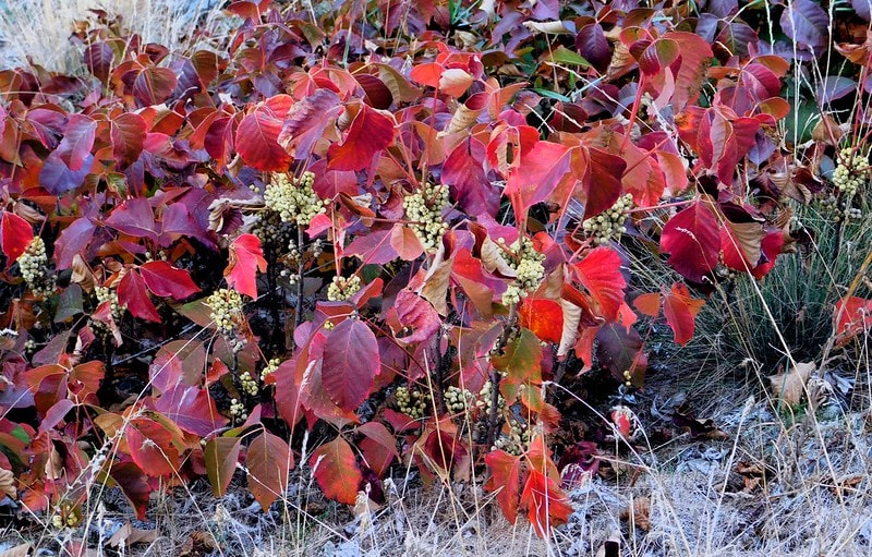 OUTDOORS: Dreaded poison ivy causing rash of problems - Barrie News