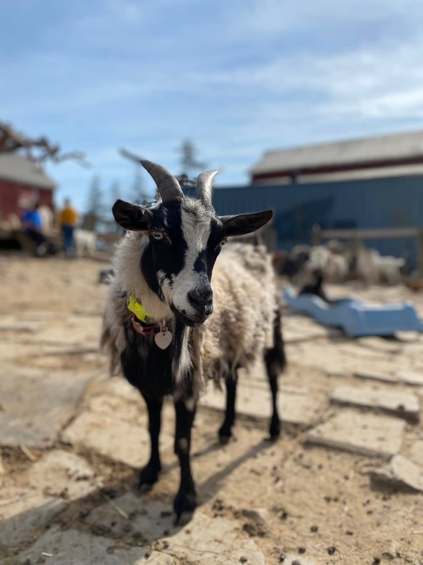triple c farm goat yoga