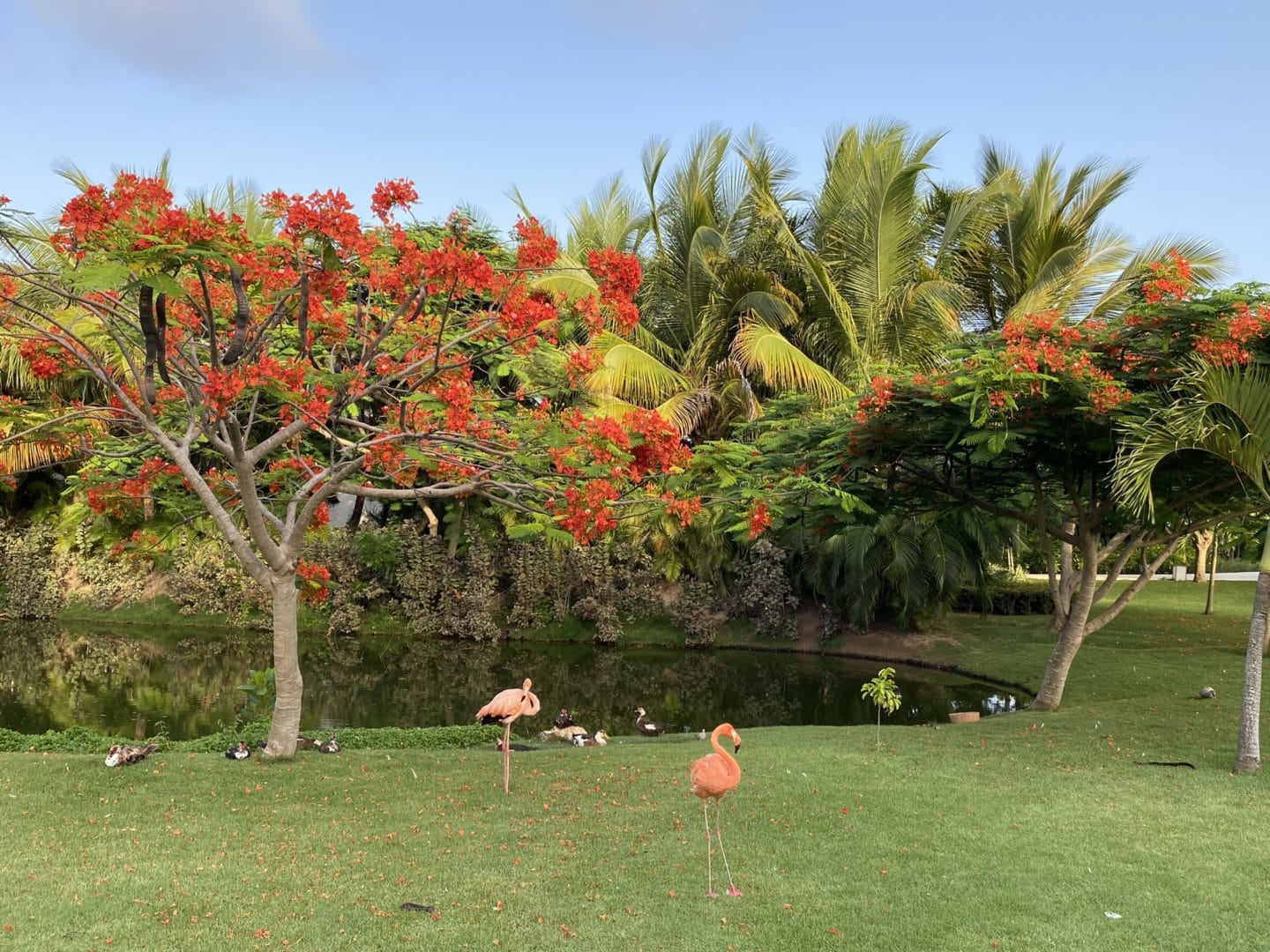 flamingos excellence el carmen