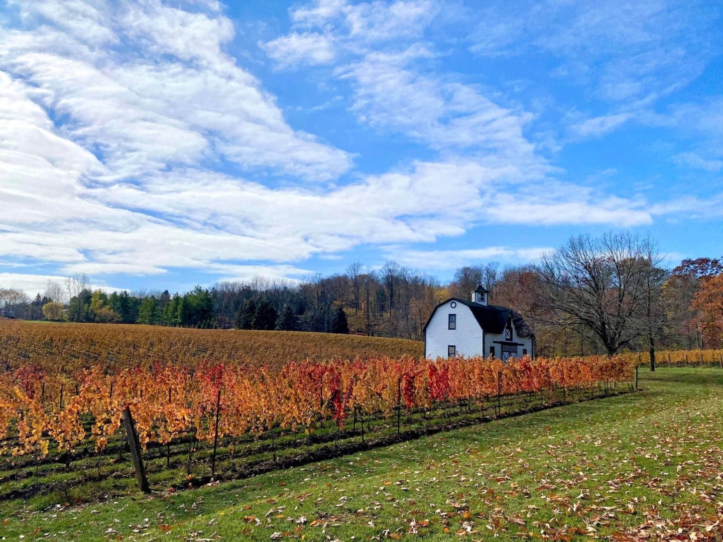 hidden bench winery