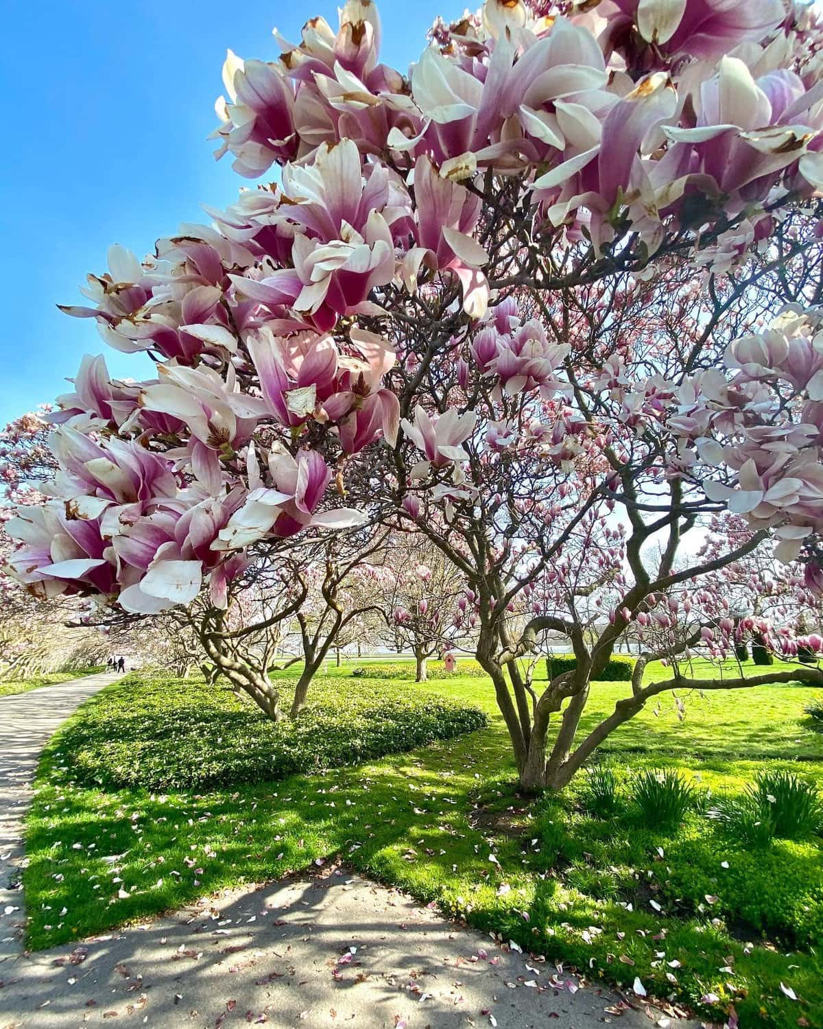 niagara falls spring blossoms