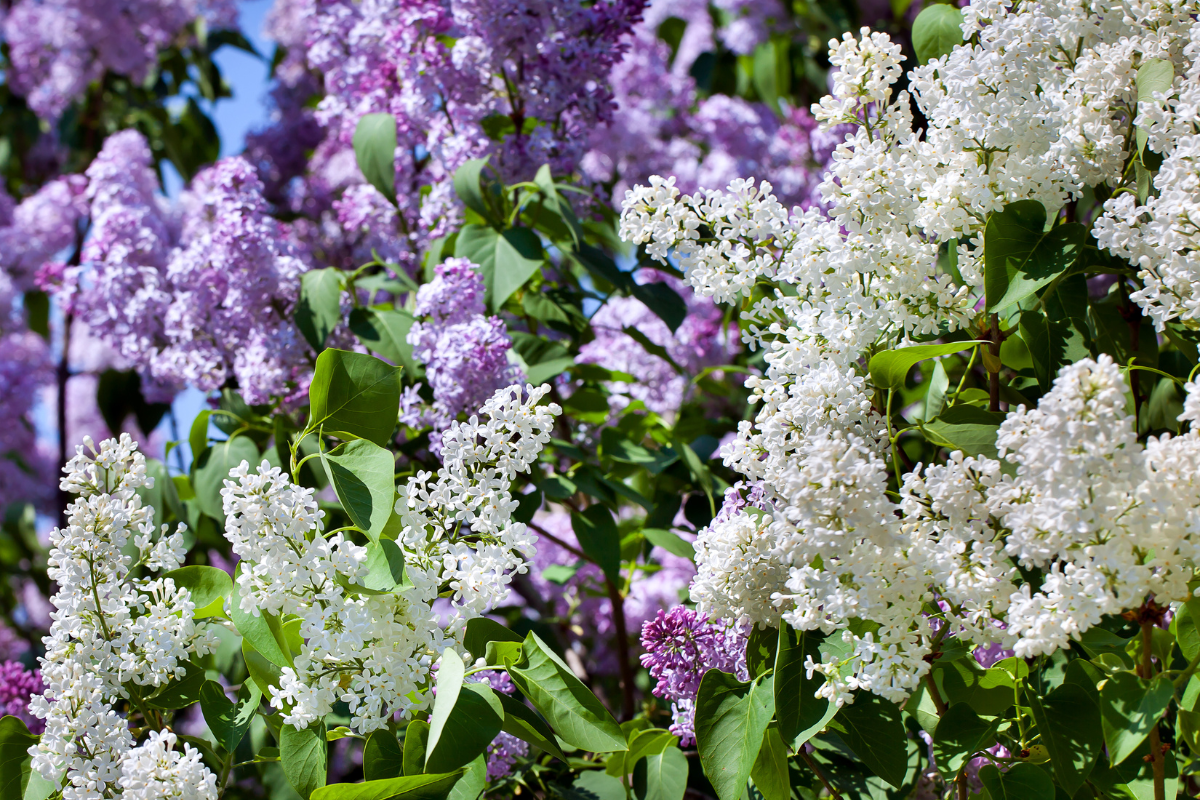 spring blooms niagara falls