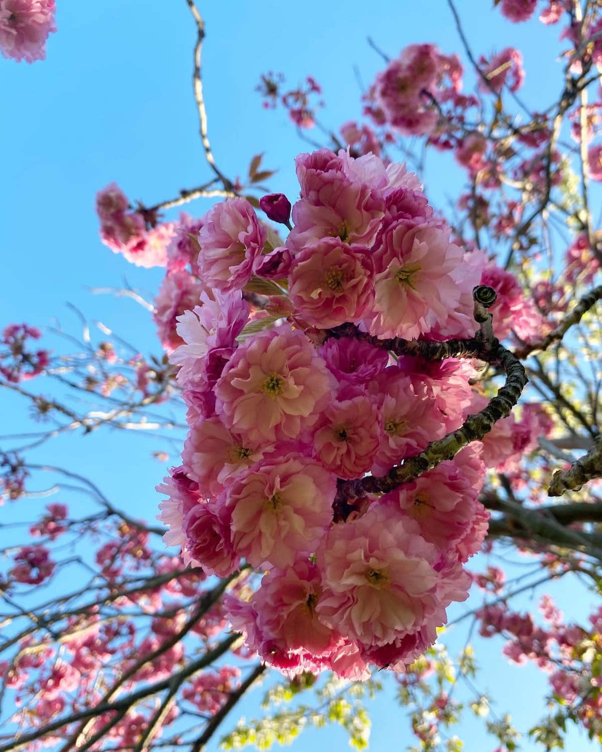 spring in niagara region