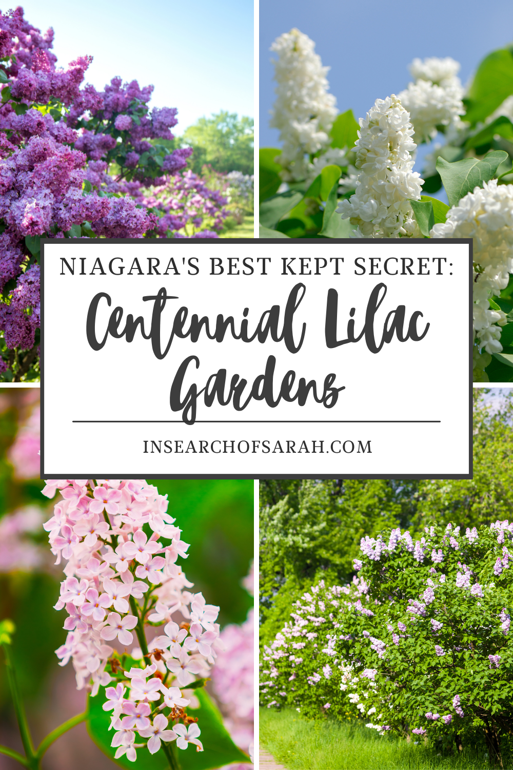 centennial lilac garden
