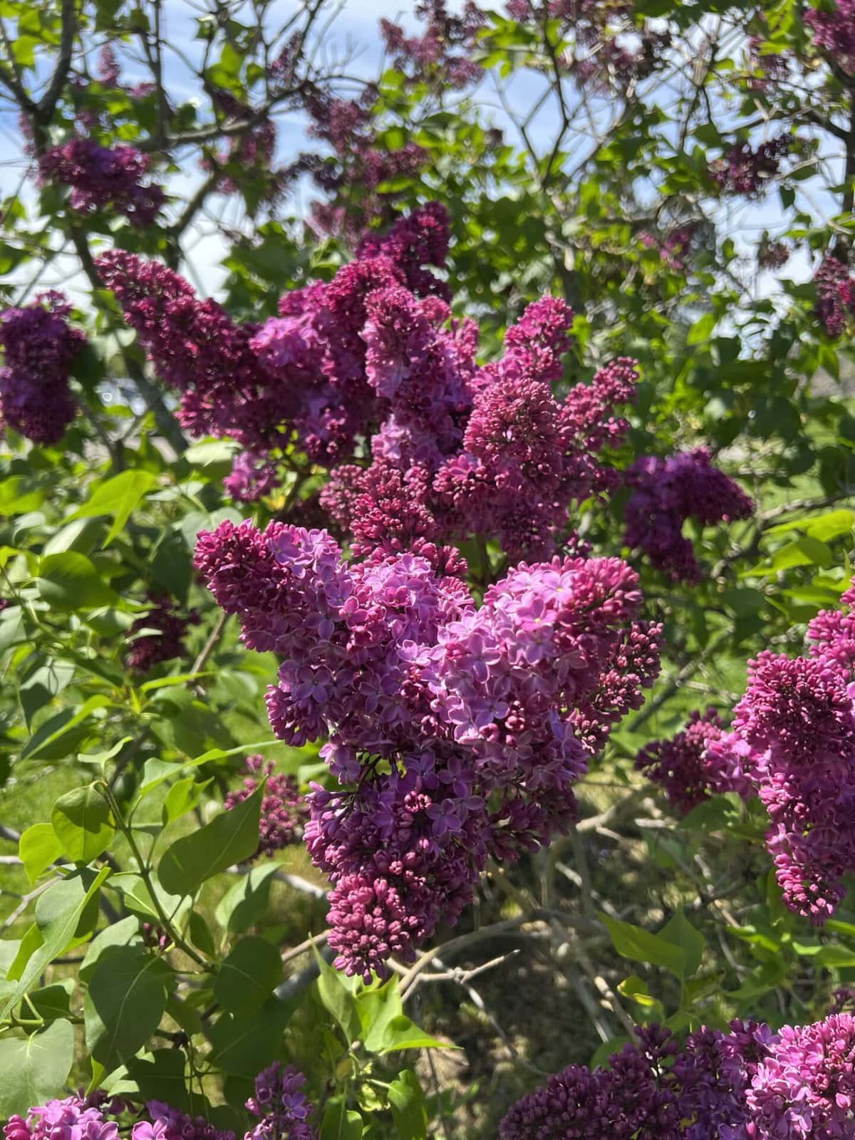 niagara falls lilac garden