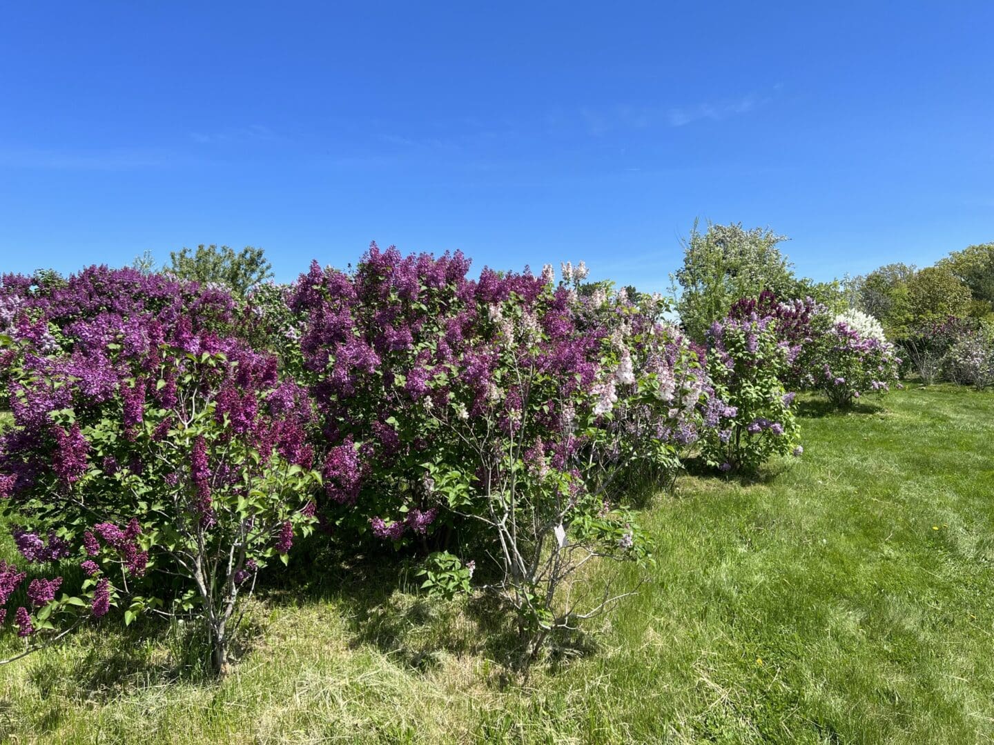 lilacs niagara falls