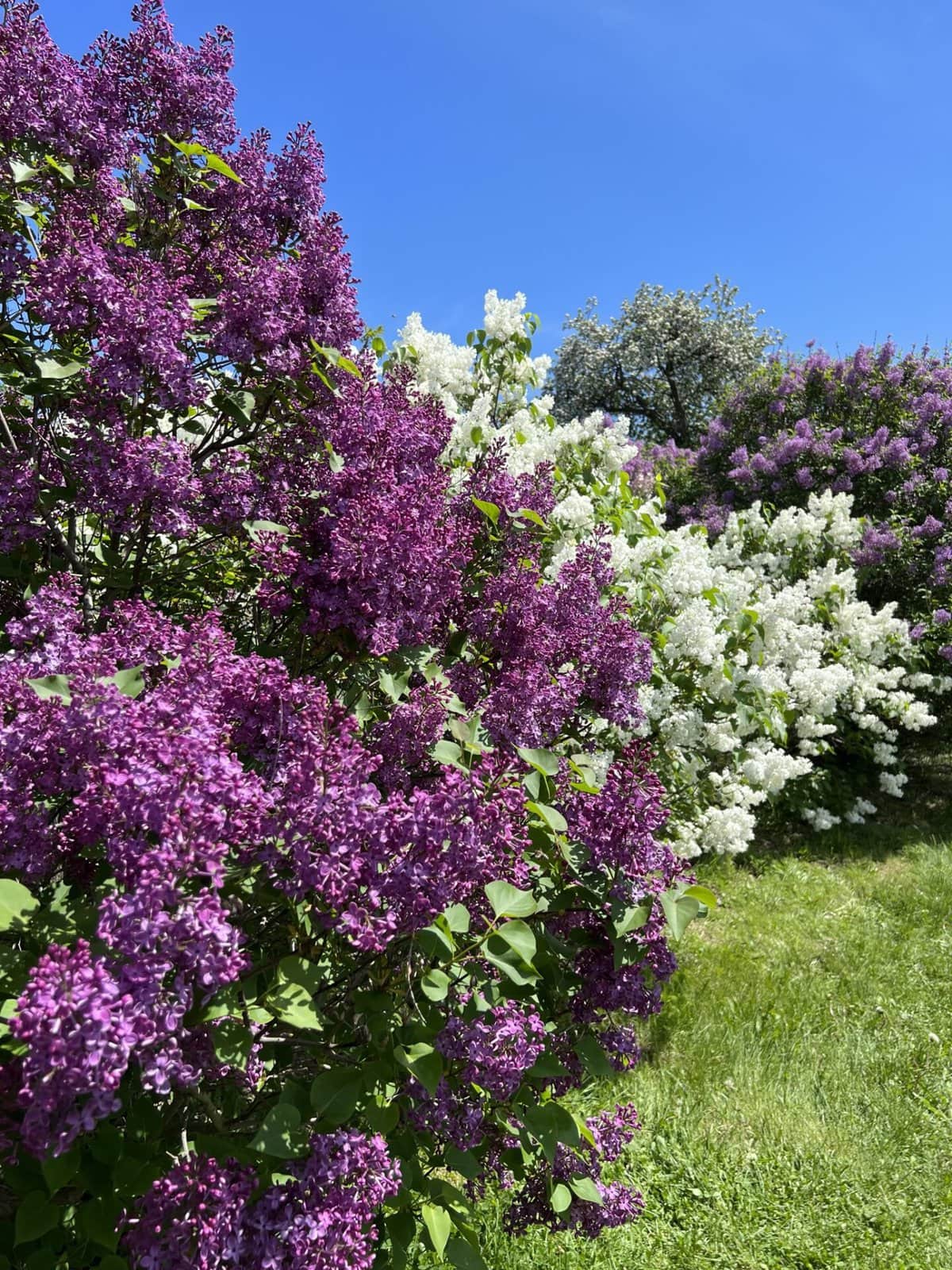 centennial lilac garden