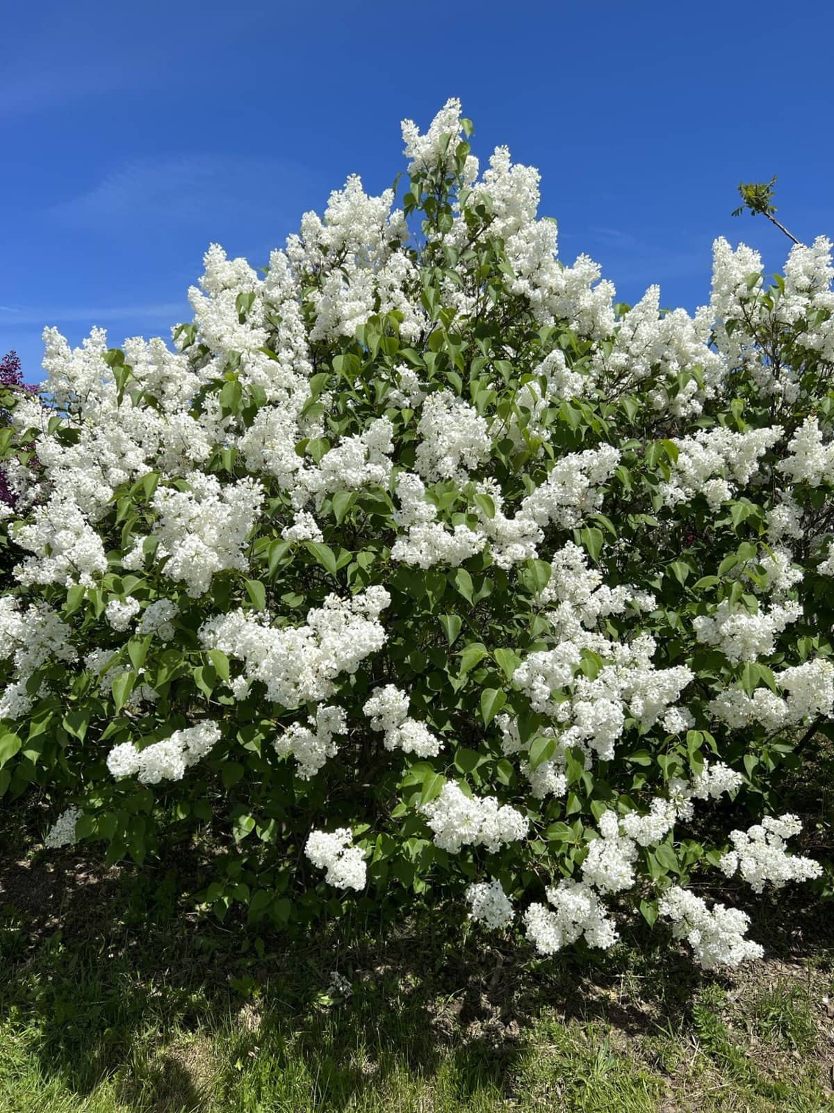 lilacs niagara falls