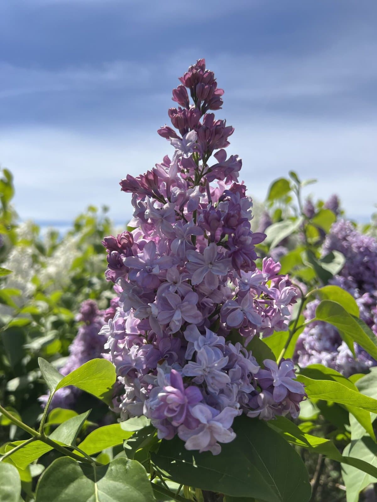 centennial lilac garden niagara falls