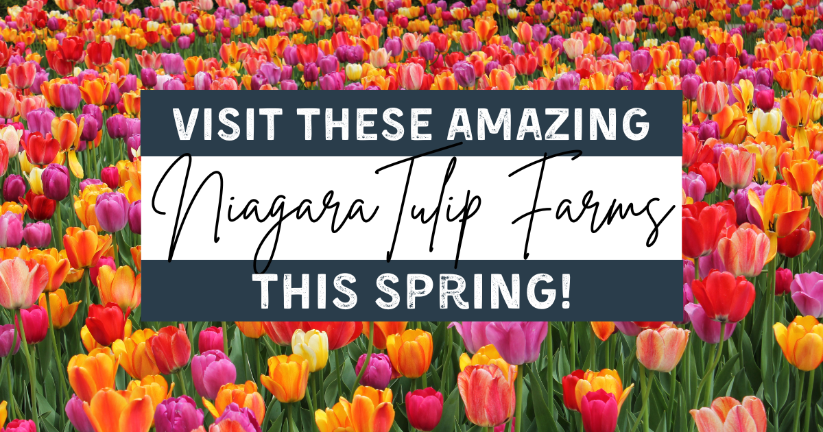 Visit these Amazing Tulip Farms in Niagara this Spring!